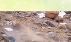 1xbet体育电竞-新疆天山雪豹遭遇逆转，连败境地的简单介绍